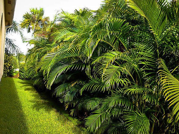 Areca Palm view